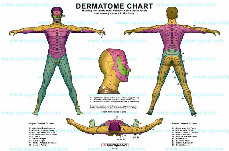 Dermatome Chart